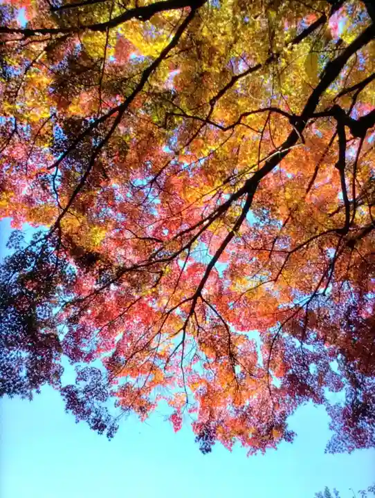 乃木神社(東京都)