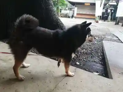 上目黒氷川神社の動物