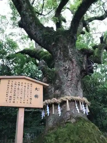 熱田神宮の自然