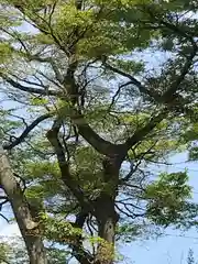 星川杉山神社の自然