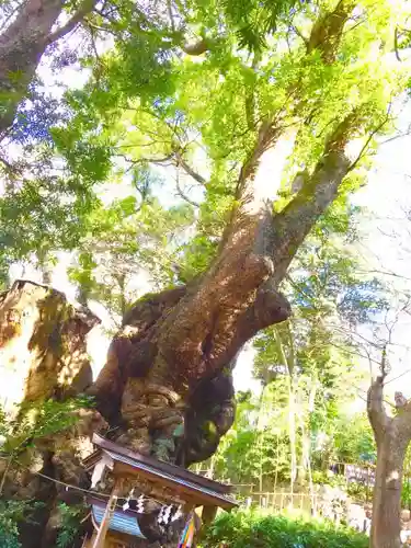 來宮神社の自然