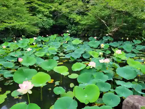 知恩院の庭園