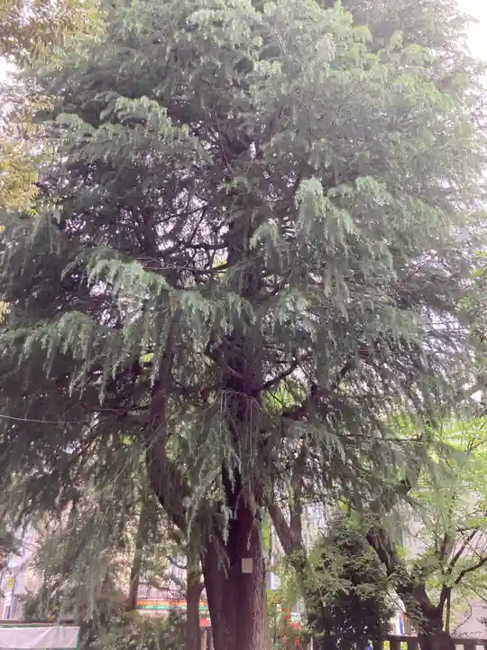 青山熊野神社(東京都)