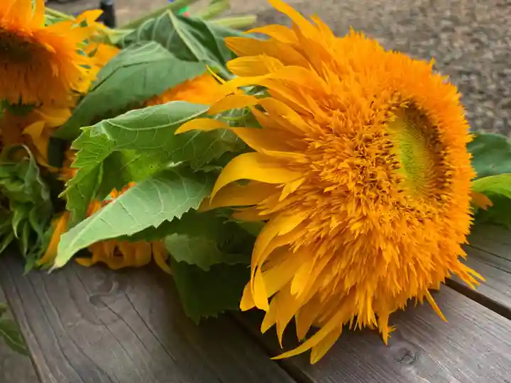 滑川神社 - 仕事と子どもの守り神の手水舎