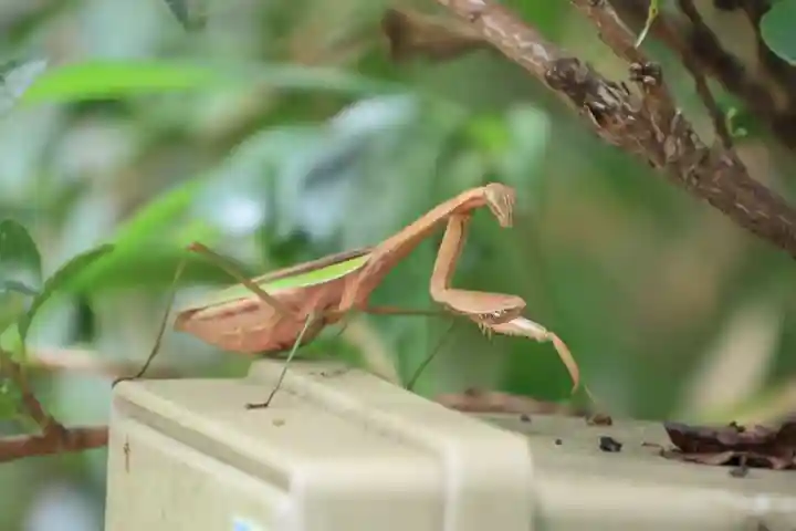 大六天麻王神社の自然