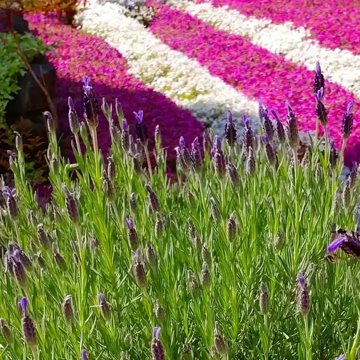 寿量山 速成寺の自然