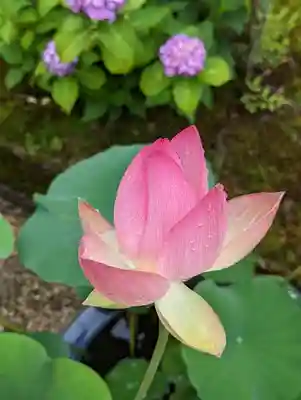 法金剛院(京都府)