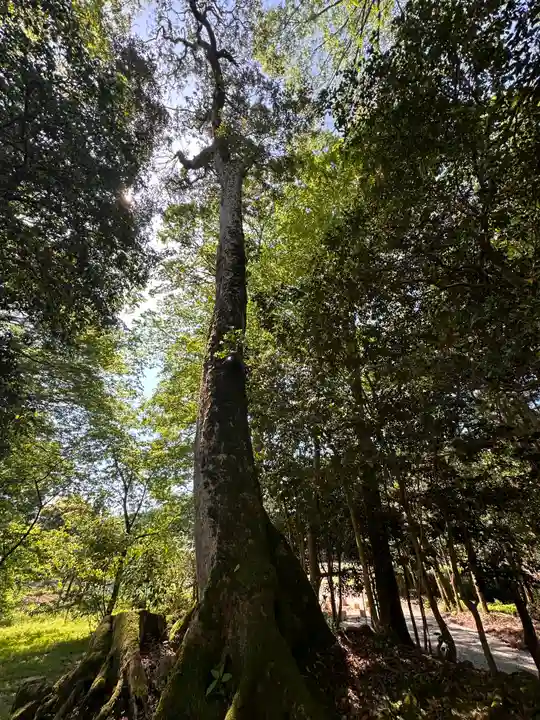 八幡宮(福井県)