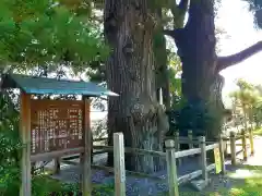 諏訪神社の自然