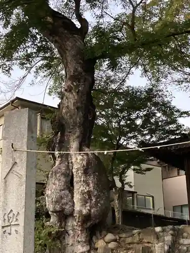 高野神社の自然
