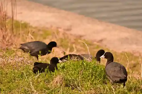 龍神社(愛媛県)