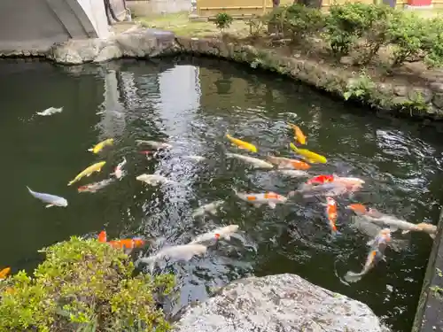 豊川閣　妙厳寺の動物