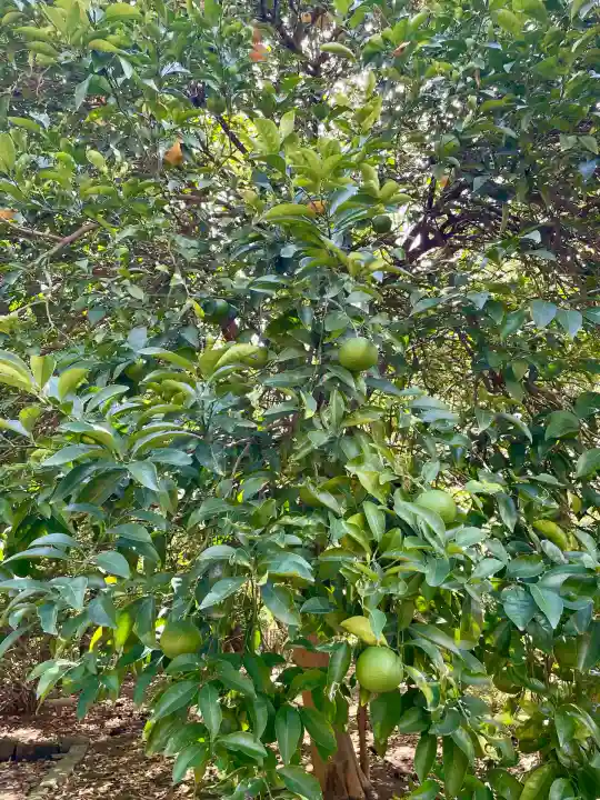 金毘羅神社(東京都)