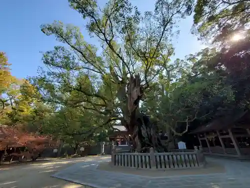 大山祇神社の自然