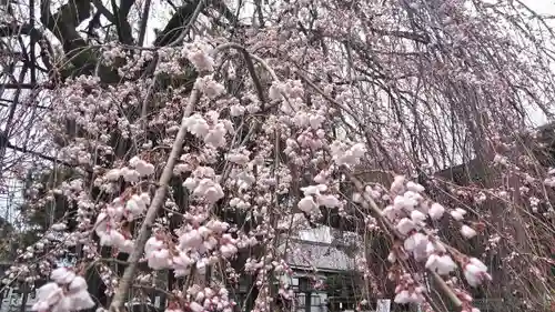 大報恩寺（千本釈迦堂）の自然