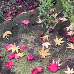 本土寺の自然