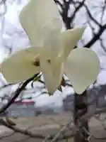 厚別神社の自然