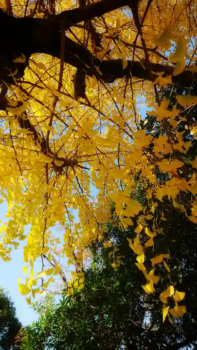 尾張大國霊神社(国府宮)の自然