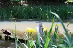 稱名寺の動物