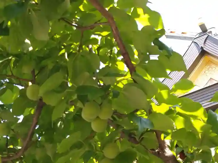 湯島天満宮の自然