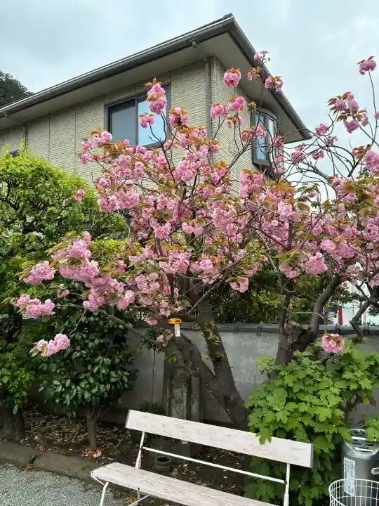 正法院の{uncategorized: "未分類", other: "その他", undefined: "問題あり", building: "その他建物", grave: "お墓", sacred_gate: "鳥居", guardian: "狛犬", statue: "像", buddha: "仏像", history: "歴史", nature: "自然", garden: "庭園", animal: "動物", pagoda: "塔", temizu: "手水舎", mountain_gate: "山門・神門", sanctuary: "本殿・本堂", subordinate: "末社・摂社", art: "芸術", scenery: "景色", jizo: "地蔵", ema: "絵馬", goshuin: "御朱印", omikuji: "おみくじ", items: "授与品その他", amulet: "お守り", goshuincho: "御朱印帳", eats: "食事", festival: "お祭り", votive_dance: "神楽", shichigosan: "七五三参", wedding: "結婚式", experience: "体験その他", initially: "初詣", around: "周辺", anti_infection: "感染症対策"}