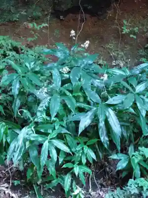 小一領神社の自然