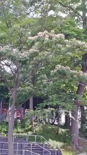 手稲神社の自然