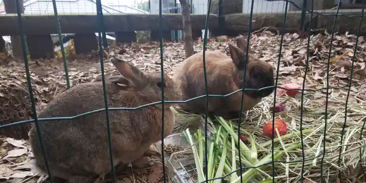 太子堂八幡神社の動物