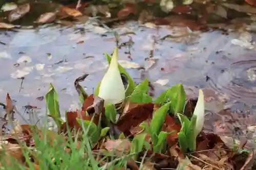 鹿島大神宮の自然