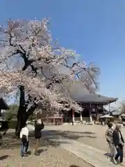 池上本門寺の自然