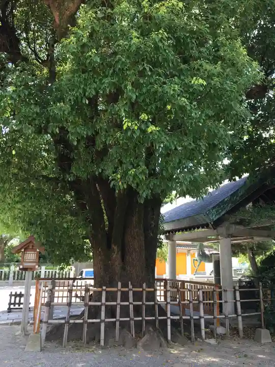 和泉國一之宮 大鳥大社の自然