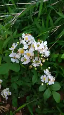 津嶋部神社(大阪府)