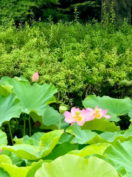東寺(教王護国寺)(京都府)