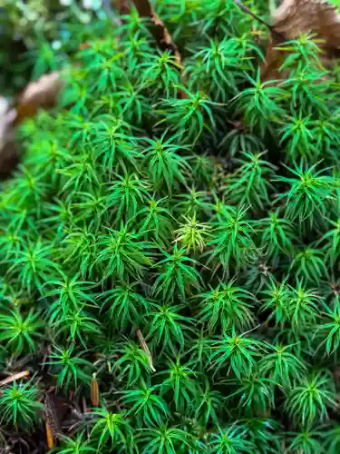 横岳神社(長野県)