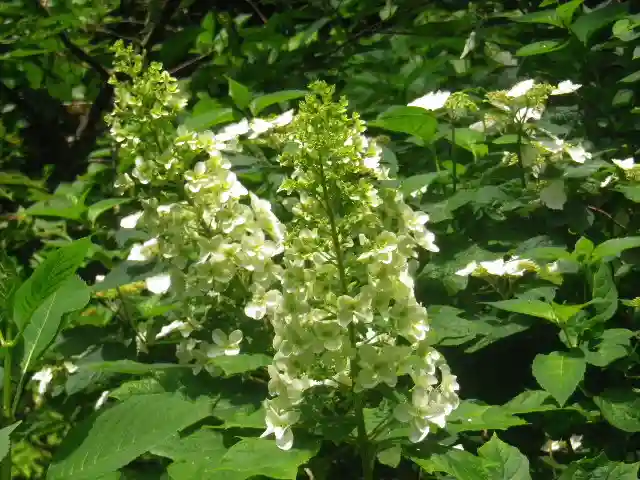 御霊神社の自然