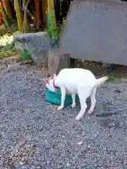 出雲大社相模分祠の動物