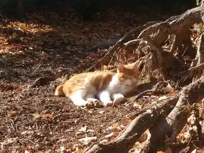 淡洲神社（太郎丸）の{uncategorized: "未分類", other: "その他", undefined: "問題あり", building: "その他建物", grave: "お墓", sacred_gate: "鳥居", guardian: "狛犬", statue: "像", buddha: "仏像", history: "歴史", nature: "自然", garden: "庭園", animal: "動物", pagoda: "塔", temizu: "手水舎", mountain_gate: "山門・神門", sanctuary: "本殿・本堂", subordinate: "末社・摂社", art: "芸術", scenery: "景色", jizo: "地蔵", ema: "絵馬", goshuin: "御朱印", omikuji: "おみくじ", items: "授与品その他", amulet: "お守り", goshuincho: "御朱印帳", eats: "食事", festival: "お祭り", votive_dance: "神楽", shichigosan: "七五三参", wedding: "結婚式", experience: "体験その他", initially: "初詣", around: "周辺", anti_infection: "感染症対策"}