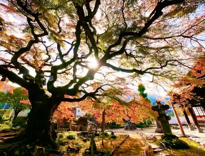 西善寺の{uncategorized: "未分類", other: "その他", undefined: "問題あり", building: "その他建物", grave: "お墓", sacred_gate: "鳥居", guardian: "狛犬", statue: "像", buddha: "仏像", history: "歴史", nature: "自然", garden: "庭園", animal: "動物", pagoda: "塔", temizu: "手水舎", mountain_gate: "山門・神門", sanctuary: "本殿・本堂", subordinate: "末社・摂社", art: "芸術", scenery: "景色", jizo: "地蔵", ema: "絵馬", goshuin: "御朱印", omikuji: "おみくじ", items: "授与品その他", amulet: "お守り", goshuincho: "御朱印帳", eats: "食事", festival: "お祭り", votive_dance: "神楽", shichigosan: "七五三参", wedding: "結婚式", experience: "体験その他", initially: "初詣", around: "周辺", anti_infection: "感染症対策"}