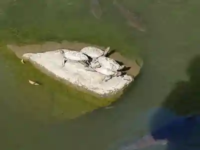 出雲大社北島国造館 出雲教(島根県)