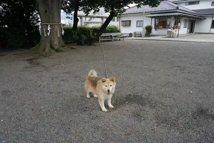 別雷皇太神の動物