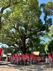 住吉大社(大阪府)