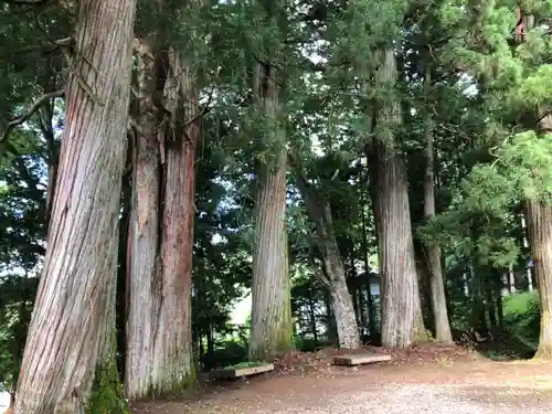 戸隠神社火之御子社の自然