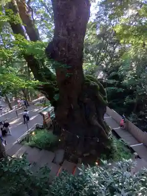 來宮神社(静岡県)