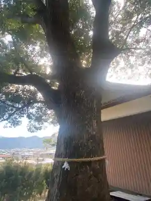 宮原神社の自然