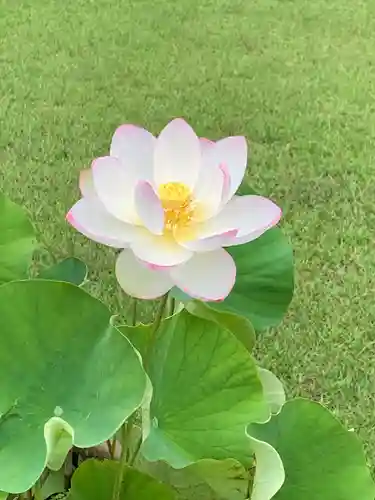 三室戸寺の自然