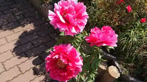 箭弓稲荷神社の自然