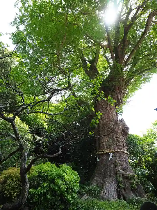 荏柄天神社(神奈川県)