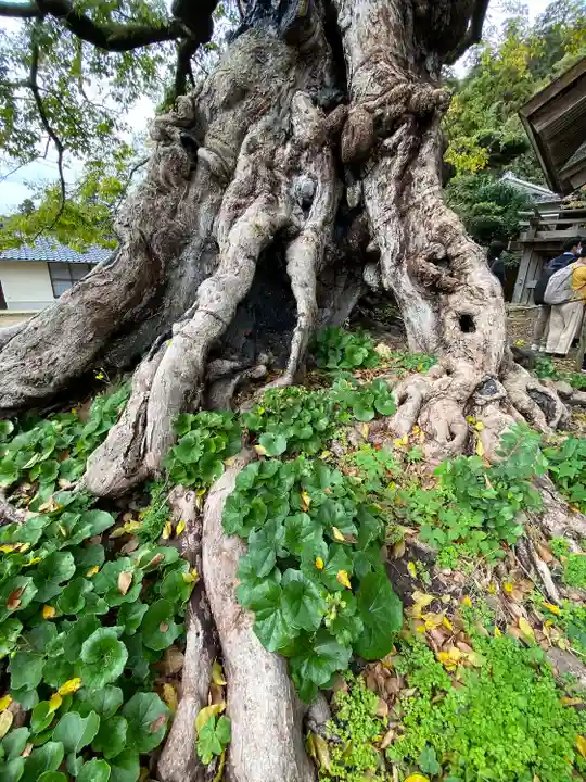 神魂伊能知奴志神社(島根県)