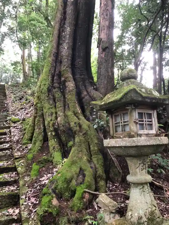 熊按神社の自然