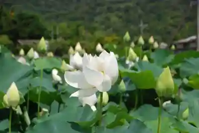 浄名寺(山口県)